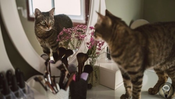 МОГУТ ЛИ КОШКИ УЗНАТЬ СЕБЯ В ЗЕРКАЛЕ. Наверняка многие владельцы кошек, хоть раз в жизни, подносили своего любимца к зеркалу со словами: «смотри, это ты!». Или же замечали странную реакцию