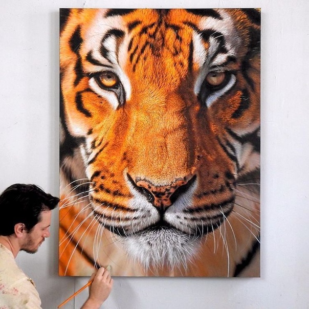 С самого детства канадский художник Ник Сайдер увлекался тиграми Сегодня он отдает дань уважение величественной огромной кошке и другим диким животным в своих невероятных гиперреалистичных