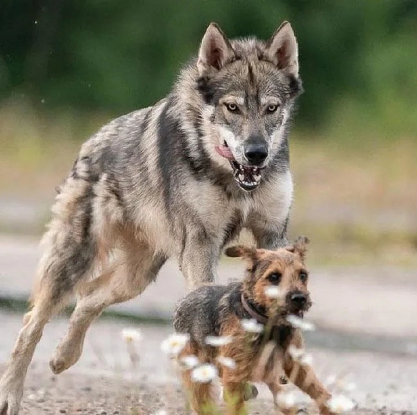 Тамаскан - это финская порода собак, которая выглядит как волк, но с нулевой волчьей кровью Это счастливый и дружелюбный питомец. (При создании этого поста не было съедено ни одного
