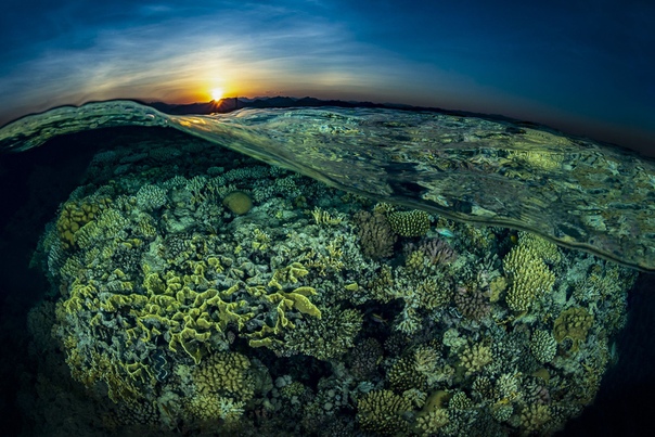 Коралловые рифы в Египте Фото: Tobias Friedrich