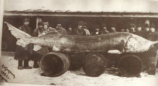 Царь рыба В 1921 году бригадой рыбаков г.Тетюши (под Казанью) была поймана белуга, весом 980 кг и длиной 4,17 м, которую вытаскивали из проруби.На самом деле, осетр из Татарстана не самая