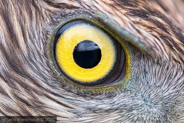 Взгляд хищника Глаза хищных птиц крупным планомФото: Татьяна Жеребцова