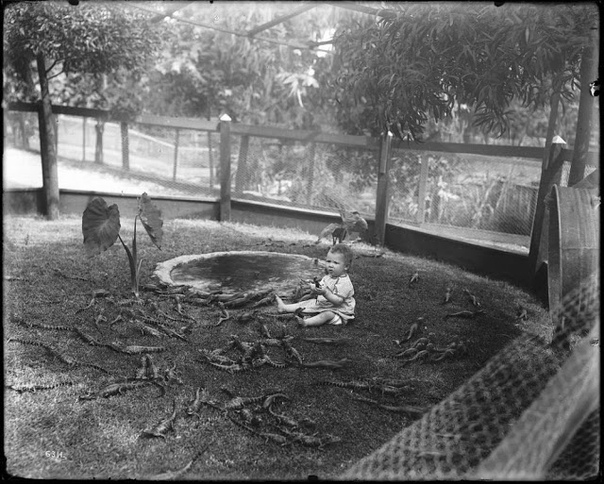 Серия ч/б фотографий 1900-х годов дети верхом на аллигаторах. Лос-Анджелес, США