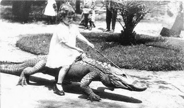 Серия ч/б фотографий 1900-х годов дети верхом на аллигаторах. Лос-Анджелес, США