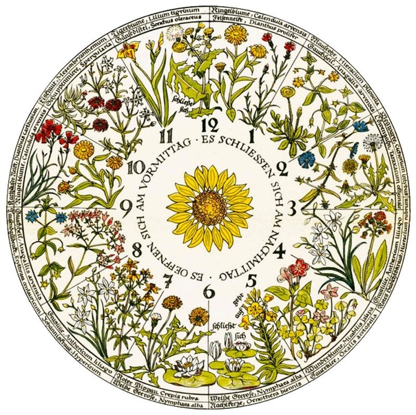 Цветочные часы Карла Линней Карл Линней обратил внимание на то, что цветки некоторых растений распускаются и закрываются в определённое время суток. Тогда он решил создать цветочные часы. Цветы