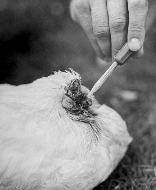 Петух, который прожил без головы 18 месяцев Безголовый цыплёнок Майк, также известный как Чудо-Майк (апрель 1945 март 1947), петух породы Виандот, получивший известность, так как прожил 18