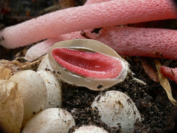 Неприличный гриб - мутинус Царство грибов насчитывает от 100 000 до 250 000 видов, которые сумели занять своё место во всех биологических нишах в воде и на суше, в почве и на всевозможных иных
