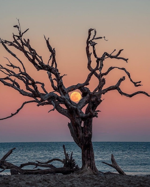 Лунное дерево Фото: Jason Astrophotography
