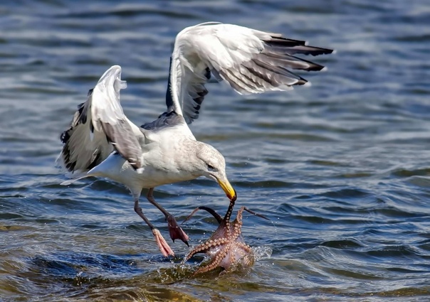 Фотограф-любитель из Калифорнии запечатлел неравную схватку между чайкой и осьминогом Фото: Andrew J. Lee