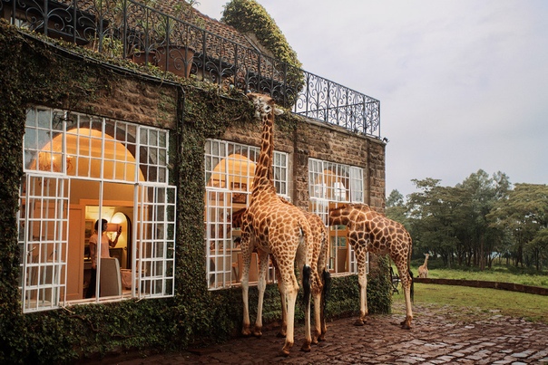 Завтрак с жирафом В 10 км от города Найроби в Кении находится особняк в колониальном стиле, вокруг которого раскинулся частный заповедник редких жирафов Ротшильда, занесенных в Международную