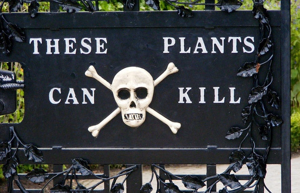Алник: уникальный ядовитый сад Ни для кого не секрет, что растения помогают человечеству выжить. Но не всякое растение приятное и полезное. В замке Алник в Нортумберленд, Англия есть ядовитый