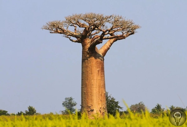 Интересные факты о баобабе: дереве, которое не горит в огне и живёт 5 тысяч лет Невероятным долголетием природа наделила африканский баобаб известны экземпляры, возраст которых более пяти тысяч