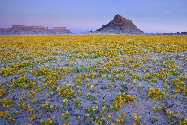 Цветущая пустыня Калифорнии Такое редкое природное явление происходит раз в 5-7 лет.Фото: Guy Tal