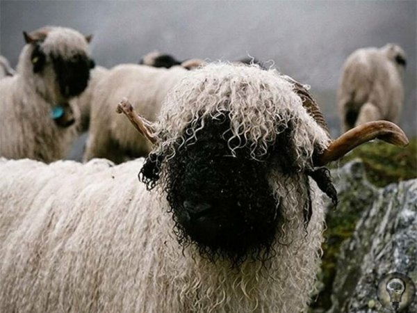 ЧЕРНОНОСЫЕ ОВЦЫ - МИЛАШКИ . Валлийских черноносых овец (Walliser Schwarznasenschaf) разводят в Швейцарии, в основном для мяса и шерсти. Это горная порода, хорошо приспособленная к пастбищному