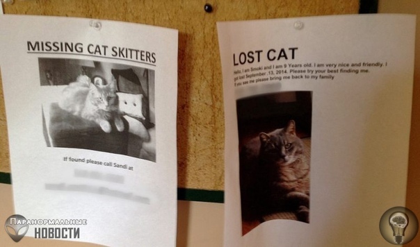 Загадочные массовые исчезновения домашних кошек и собак Ранее мы много раз публиковали статьи о странных исчезновениях людей. Однако загадочным образом непонятно куда могут пропадать и животные,