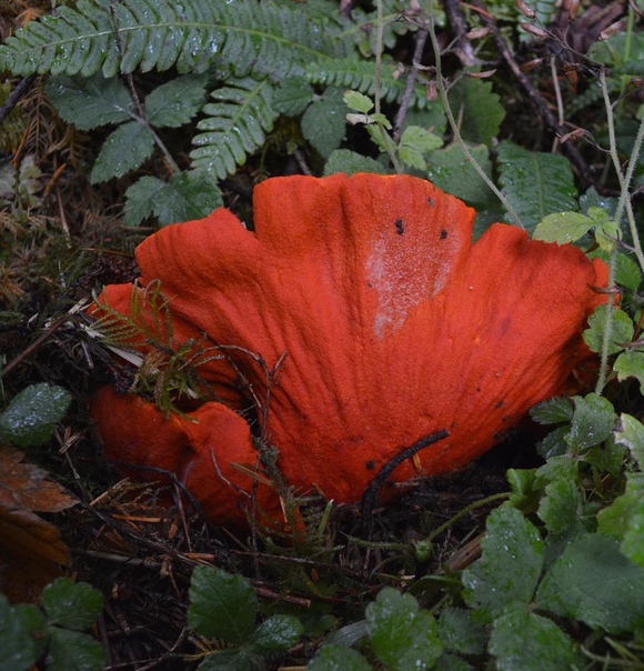 Лобстеровый гриб Гипомицес млечниковый (Hypomyces lactifluorum), в простонародье его называют грибом-лобстером, несмотря на своё название, не является грибом в общепринятом значении. Это