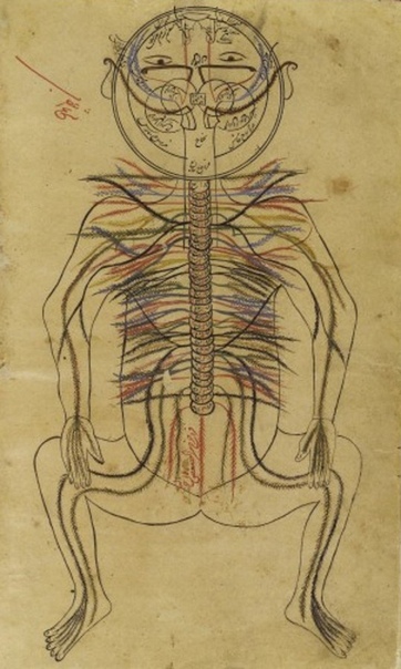 Нервная система от Авиценны Перед вами не детский рисунок, а иллюстрация из шедевра медицинской мысли XI века. Это схема нервной системы человека из «Канона врачебной науки» великого Авиценны.