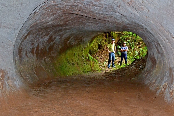 Доисторические мега-норы, которые были вырыты гигантскими ленивцами В северной части Южной Америки насчитываются сотни гигантских туннелей достаточно больших, чтобы в них мог разместиться