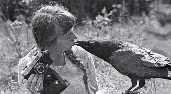 Симона Коссак ( 1943-2007) Ее называли «ведьмой», потому что она разговаривала с животными и завела себе ворона-«террориста», который воровал золото и нападал на велосипедистов. Более тридцати