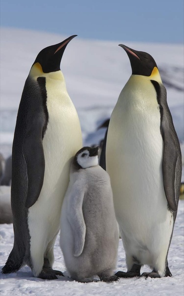 Эксперты по дайвингу. Крупнейшие представители семейства пингвиновых  императорские пингвины обитают только в Антарктиде. Они питаются рыбой и головоногими, на которых охотятся в океане, иногда