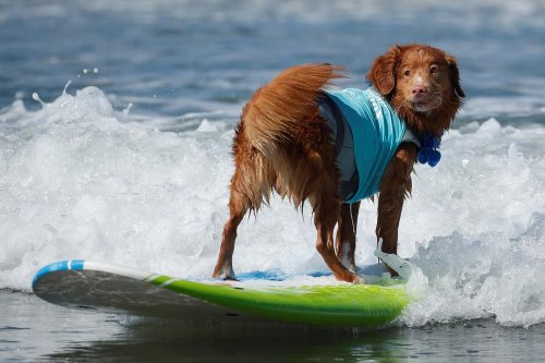 Соревнования по сёрфингу среди собак Top Surf Dog 2019 в Калифорнии В городе Дель-Мар, штат Калифорния, США, 8 сентября прошло ежегодное соревнование по сёрфингу среди собак Top Surf Dog 2019,