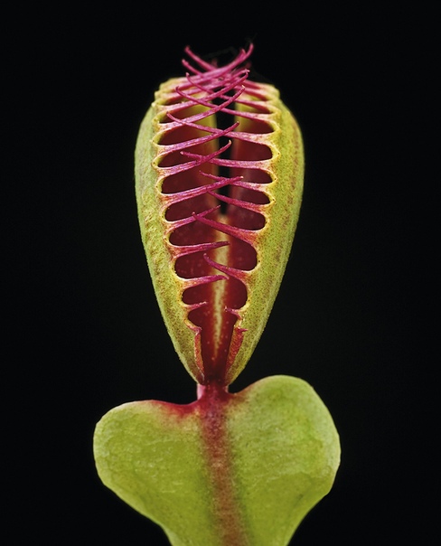 Плотоядные растения: красота самых необычных растений на Земле Необыкновенное растение под названием венерина мухоловка знакома многим благодаря зелёно-розоватым «челюстям», которые представляют