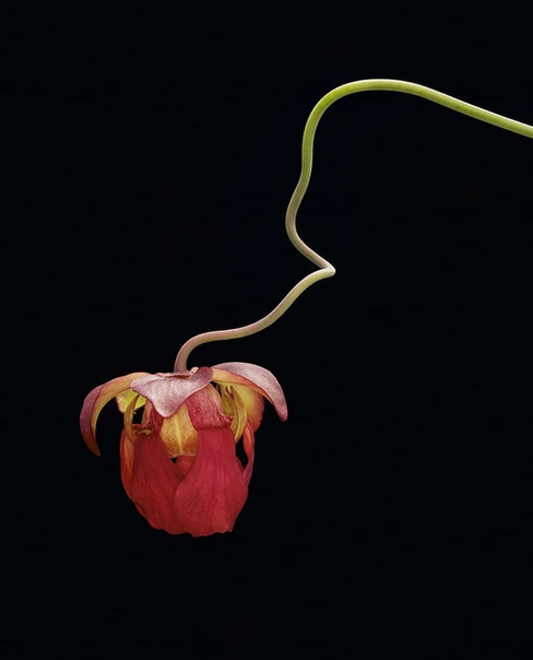 Плотоядные растения: красота самых необычных растений на Земле Необыкновенное растение под названием венерина мухоловка знакома многим благодаря зелёно-розоватым «челюстям», которые представляют