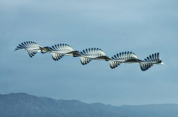 Птицы, какими вы их еще не видели Фотограф Ксави Боу живет в Барселоне. Многие годы его интересовал вопрос если бы птицы могли оставлять в небе следы во время полета, как бы они выглядели