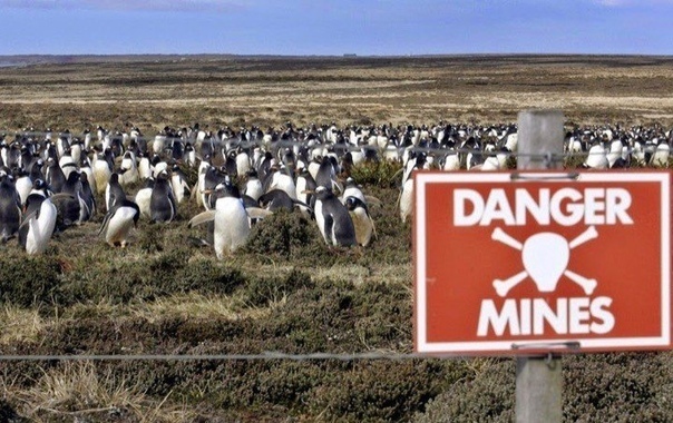 Как спасти пингвина противопехотной миной Фолклендские острова располагаются в в юго-западной части Атлантического океана, почти на 500 километров восточнее от побережья Южной Америки. На