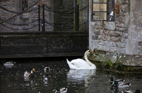А обед скоро Лебедь по имени Грэйс звонит в колокольчик у дворца епископа в городке Уэлс, Сомерсет, Великобритания, чтобы ему вынесли еду. Местных лебедей обучают приплывать за пищей и звонить в