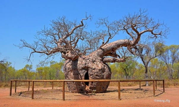 ЭТО ПОХОЖЕ НА ПРАВДУ. БАОБАБ - ДЕРЕВО-ТЮРЬМА В АВСТРАЛИИ Австралийское дерево баобаб, в отличии от баобабов Мадагаскара и материковой Африки, представляет собой большое дерево с большим