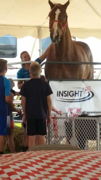 Большой Джейк, самая высокая лошадь в мире Большой Джейк из породы брабансонов из штата Висконсин, достигает в холке 2,17 метров в высоту и более 1 тонны по весу. По словам хозяина животного,