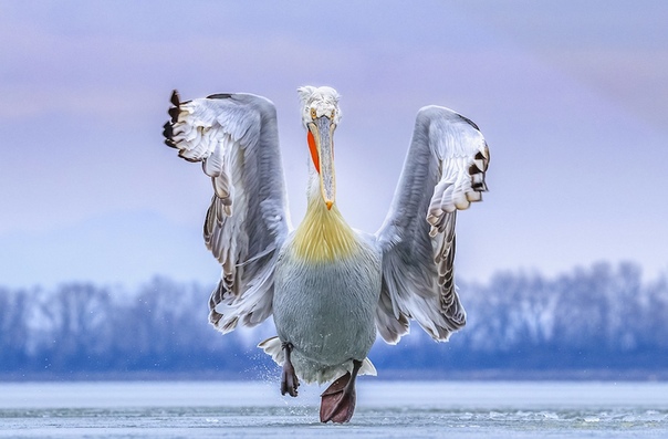 Кудрявый пеликан на озере Керкини, Греция