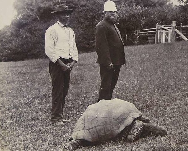 Черепаха Джонатан на фото в 1902 году и сегодня Он уже не такой прыткий, каким имел обыкновение быть, но Джонатан всё ещё полон сил. Полагают, что эта гигантская черепаха самая старая из ныне