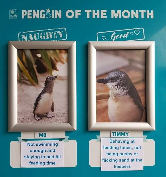 Океанариум в Новой Зеландии каждый месяц выбирает самого «лучшего» и «худшего» пингвина Самое главное это пояснения. Например, пингвин Мартин однажды был признан «худшим», потому что «вел себя