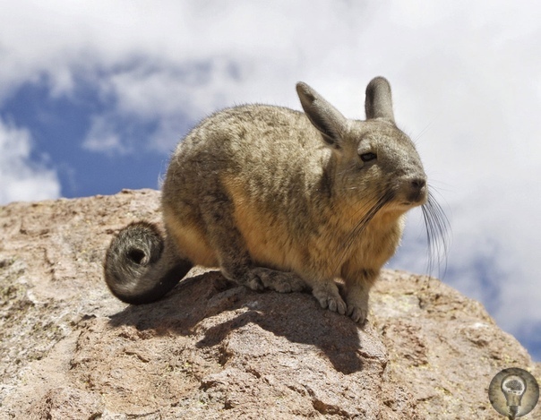 Перуанская вискаша или северная вискача - вид грызунов из семейства шиншилловых. 