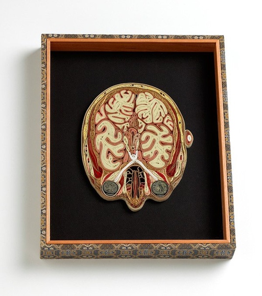 Тайная библиотека Художник Лиза Нильссон делает эти удивительные «анатомические» картины из бумаги. Если точнее, то она использует японскую декоративную тутовую бумагу и позолоченные края (!)