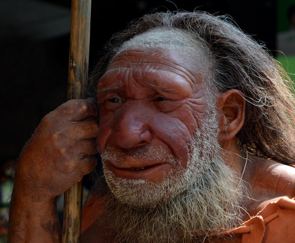 Названа неожиданная причина вымирания неандертальцев