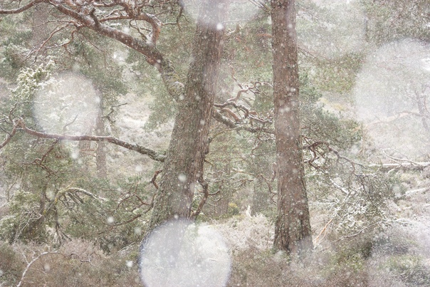 Зима уже здесь (Природный заповедник Инверешье и Иншриах, плато Кайрнгорм на Шотландском нагорье.)Фото: Дорин
