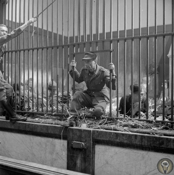 Пленные немецкие солдаты и коллаборационисты в клетках антверпенского зоопарка Бельгия, 5 сентября 1944 года. Содержать людей в зоопарке - старая добрая европейская традиция... Ассортимент