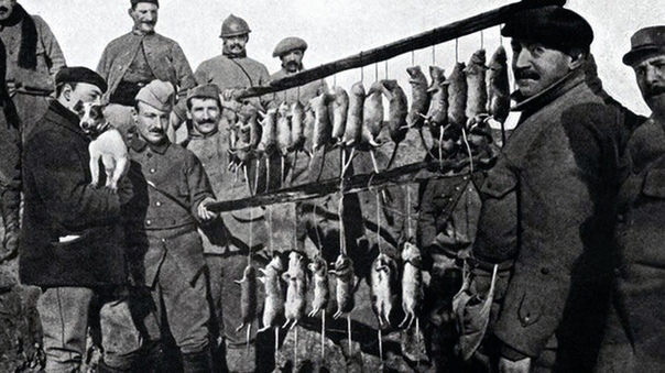 Траншейные крысы, убитые терьером (Первая Мировая война, 1916 год) На фото результат 15 минутной охоты специально натасканного джек-рассел-терьера на кишащих во французских окопах