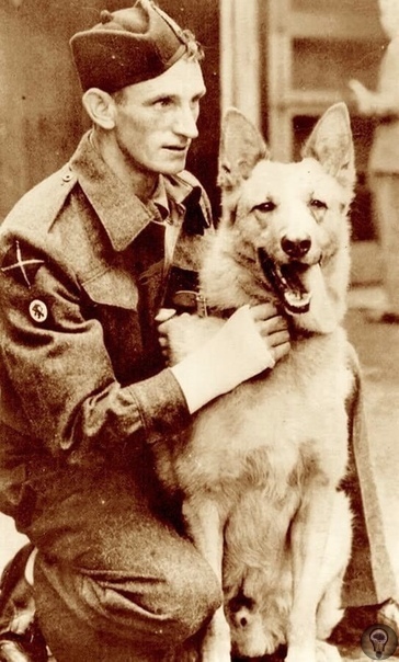 Немецкая овчарка по кличке Стрелок Хан служила во время Второй мировой войны на стороне Британских войск