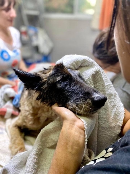 На спасение собаки потребовалось 8 добровольцев, 9 часов работы, 50 литров масла Аргентинская некоммерческая организация Proyecto 4 Patas недавно спасла собаку Алоэ, которая была полностью
