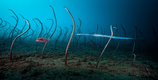 Живой подводный лес Фото: David Doubilet