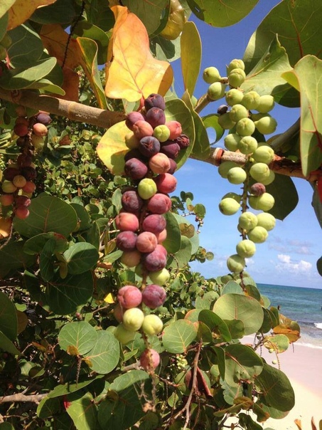 Морской виноград (Coccoloba uvifera)