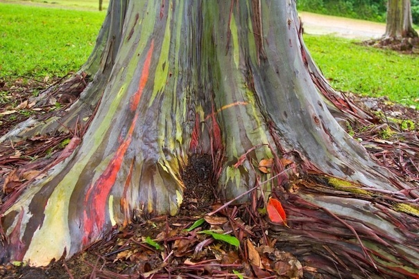Экзотические деревья, которые умеют превращаться в радугу Эвкалиптовые деревья больше всего славятся своими ароматными листьями и тем, что они являются основным источником пищи для коал. Но