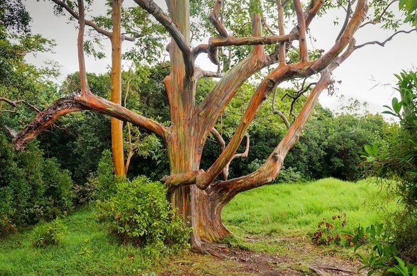 Экзотические деревья, которые умеют превращаться в радугу 