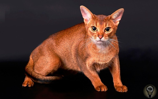 Абиссинская кошка. Абисси́нская кошка - порода домашних кошек, выведенная в Великобритании в конце девятнадцатого века на основе аборигенных пород кошек Африки и Юго-Восточной Азии. Абиссинская