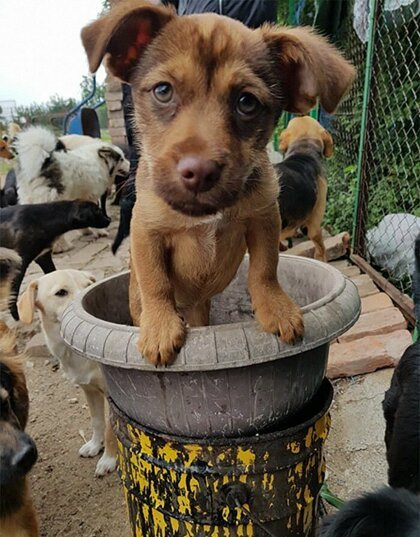 Житель Сербии открыл приют для собак и спас сотни жизней  За последние десять лет Саша Пешич спас более 1100 собак в городе Ниш, Сербия. Большинство животных выживали в ужасающих условиях,