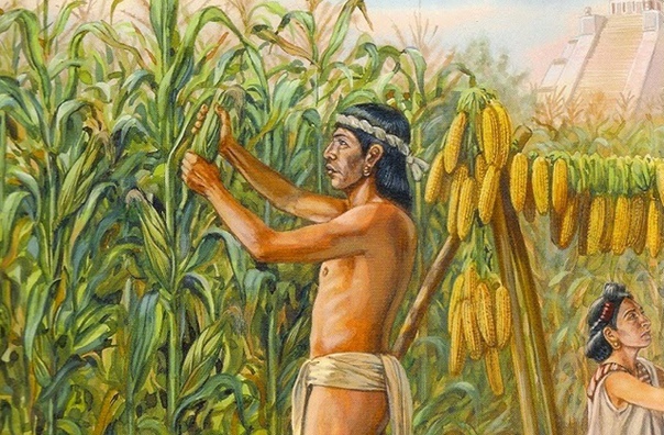 РАСТЕНИЯ, ИЗМЕНИВШИЕ ИСТОРИЮ 10 000 лет назад человек одомашнил пшеницу. Или она его Как привычные нам культуры изменили ход истории .Эти растения знает каждый, но не каждый до конца понимает ту